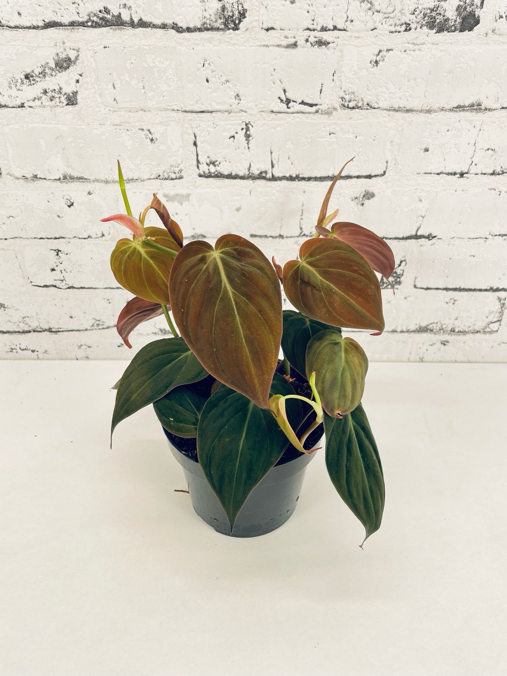 Philodendron Micans fi12