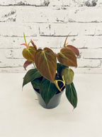 Philodendron Micans fi12