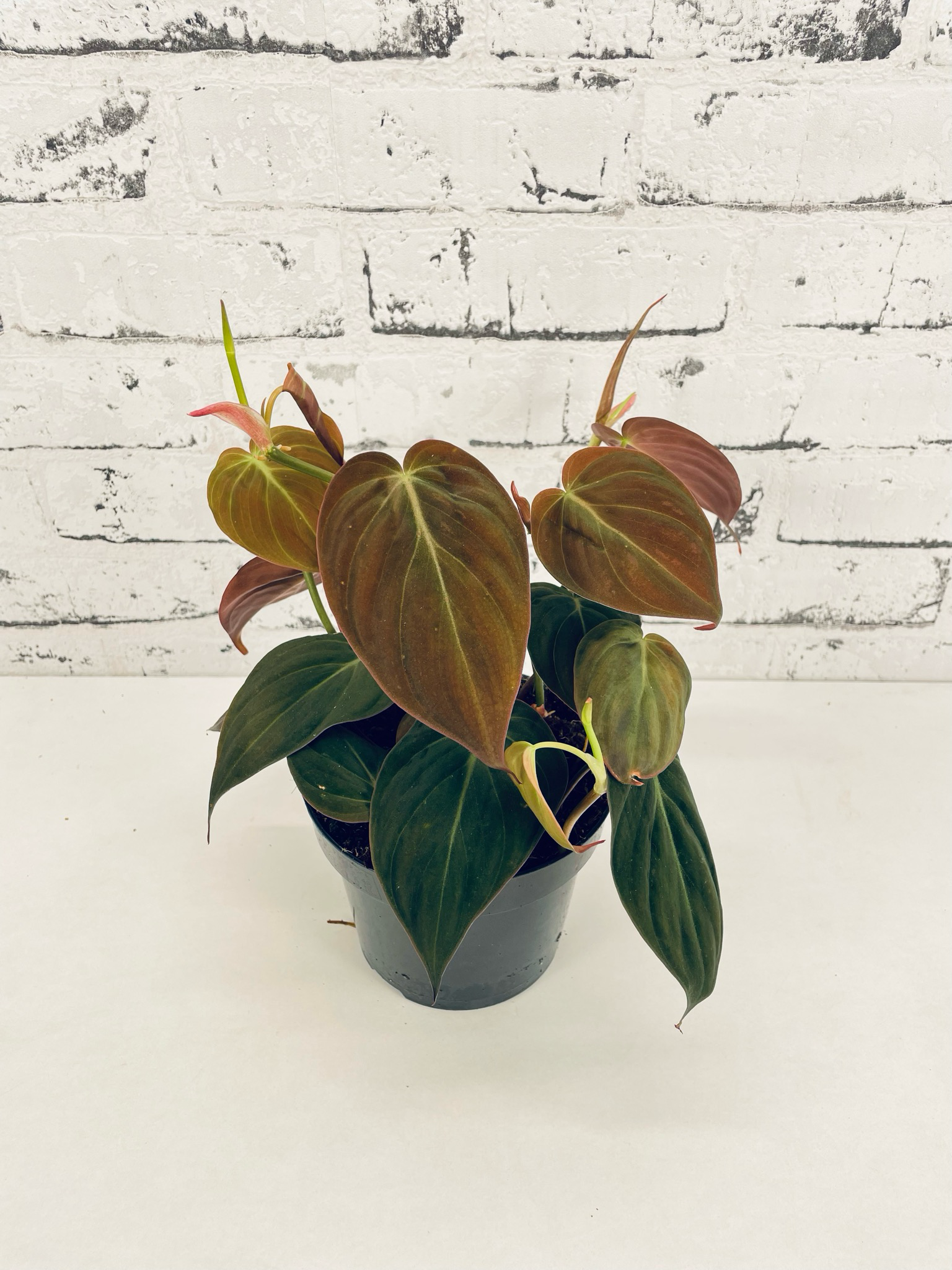 Philodendron Micans fi12