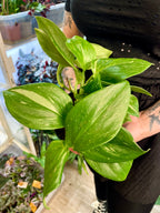 Scindapsus Rubicon fi12