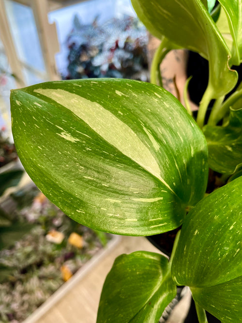Scindapsus Rubicon fi12