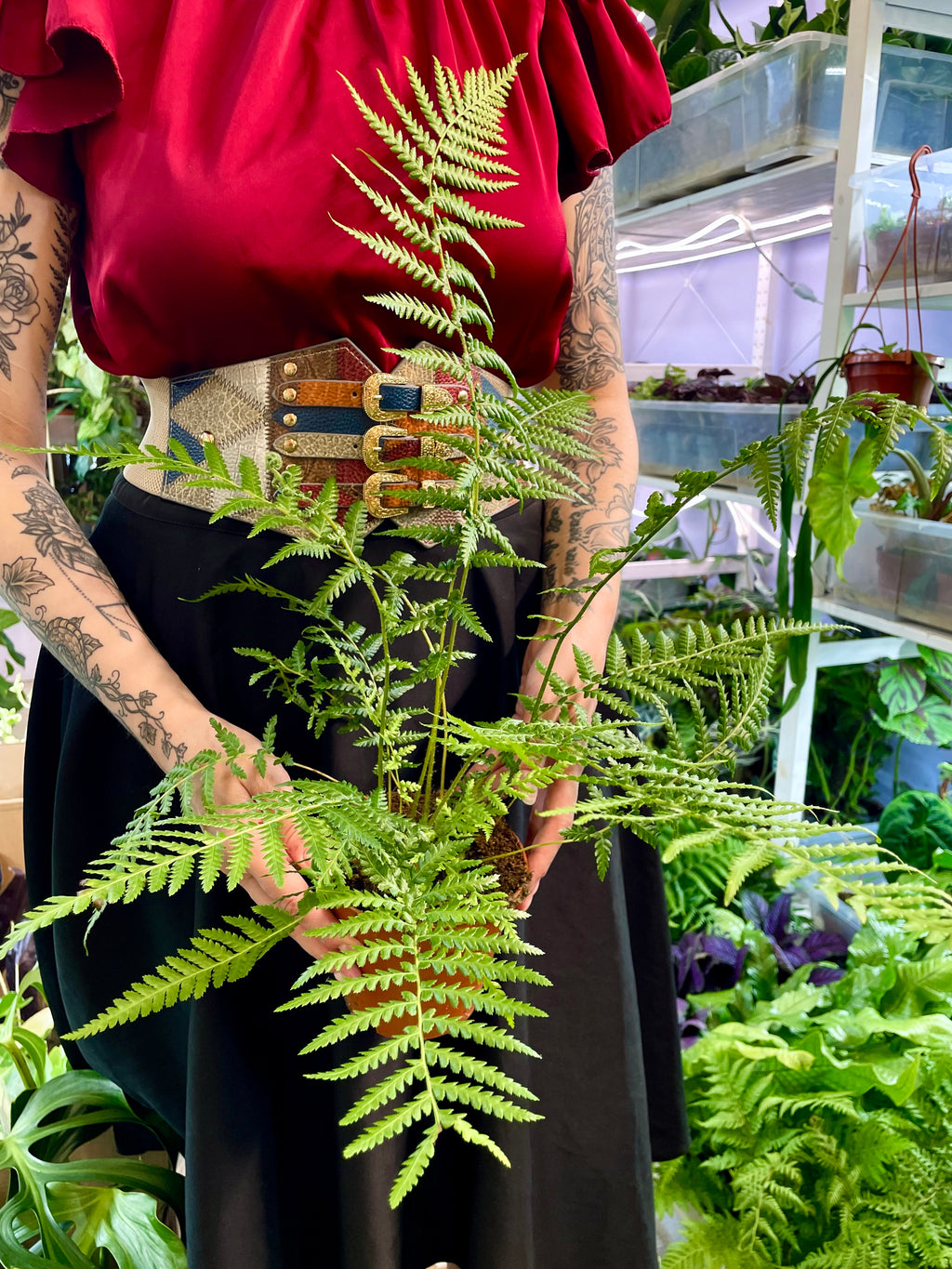 Dicksonia antarctica drvena paprat