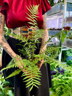 Dicksonia antarctica drvena paprat