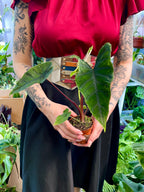 Alocasia Olanii fi8