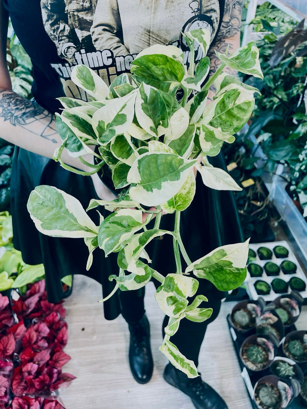 Epipremnum Aureum 'Njoy' fi12