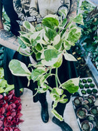 Epipremnum Aureum 'Njoy' fi12