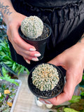 Astrophytum Asterias
Super Kabuto fii7,5