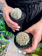 Astrophytum Asterias
Super Kabuto fii7,5