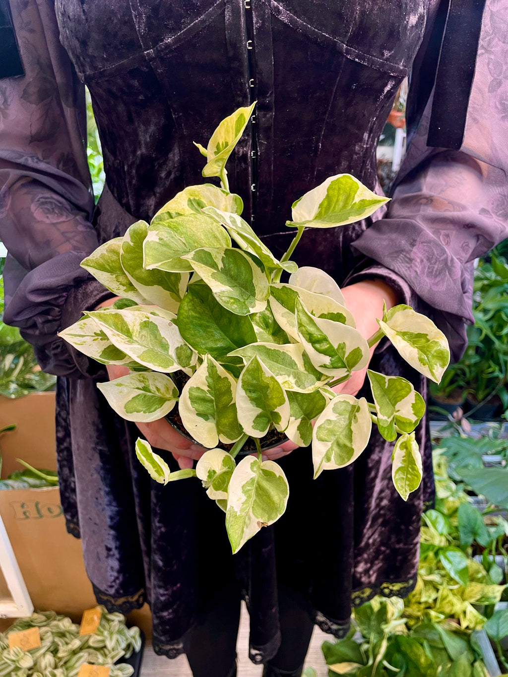 Epipremnum Aureum 'Njoy' fi12