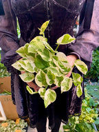 Epipremnum Aureum 'Njoy' fi12