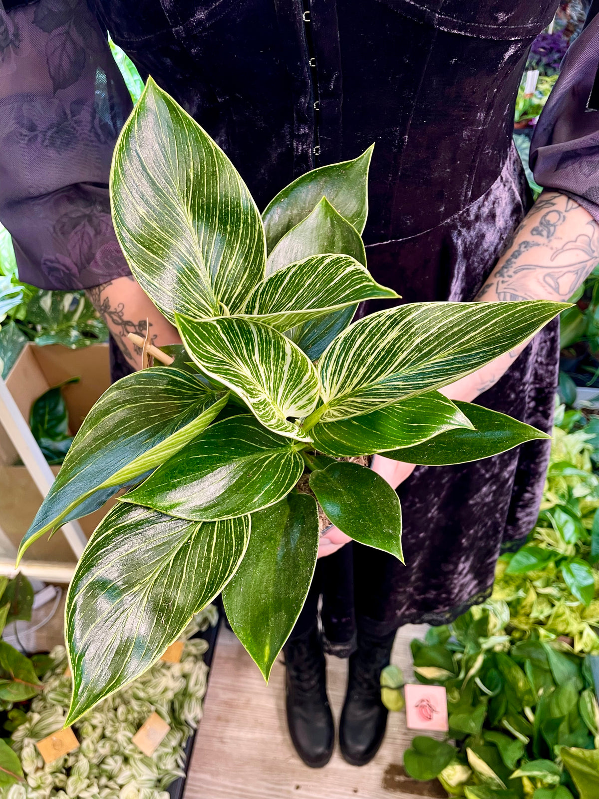 Philodendron Birkin fi14