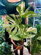 Monstera Thai Constalation fi17