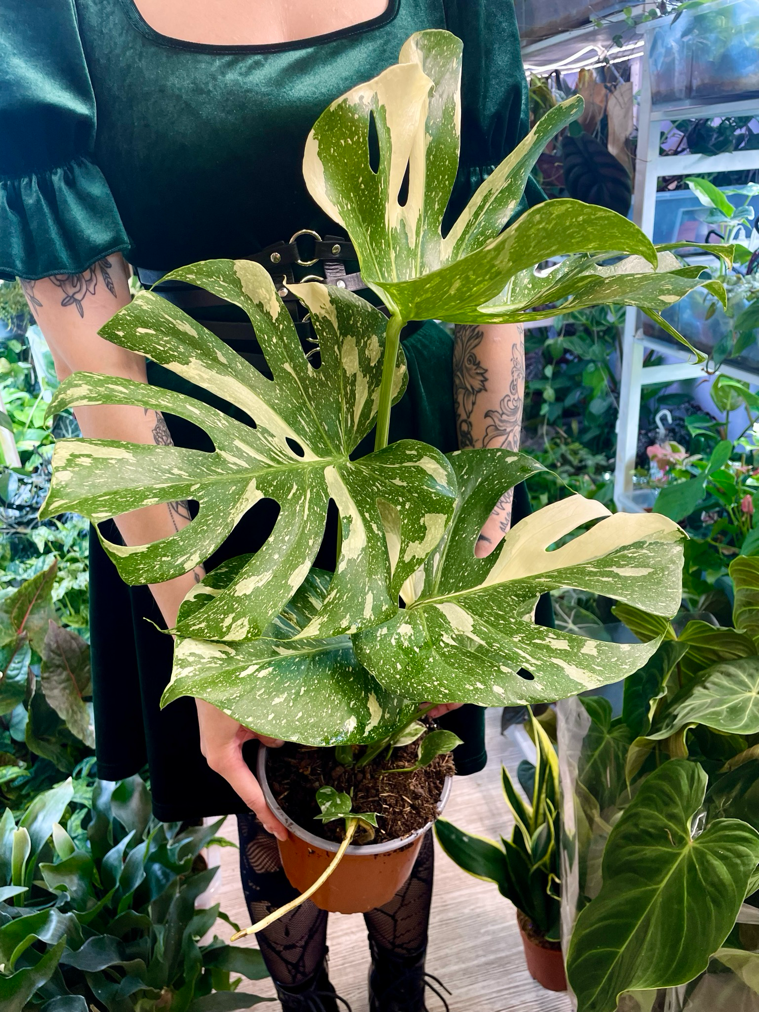Monstera Thai Constalation fi17