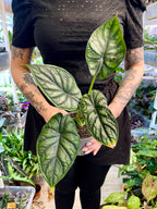 Alocasia Dragon Scale fi10