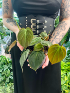 Philodendron Micans fi12