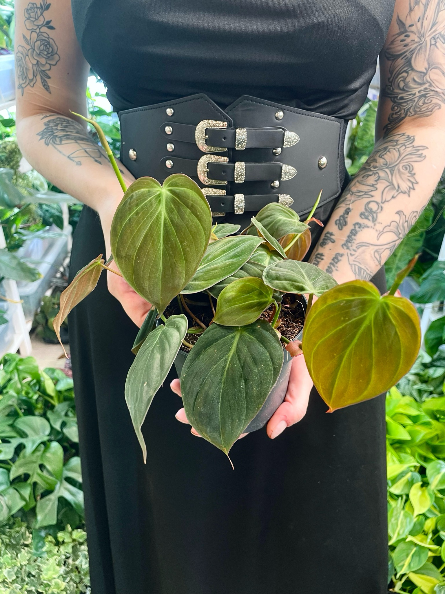 Philodendron Micans fi12
