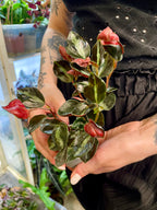 Peperomia Columbiana fi6