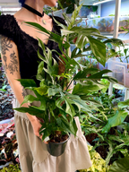 Epipremnum pinnatum Baltic blue kokos pole fi17