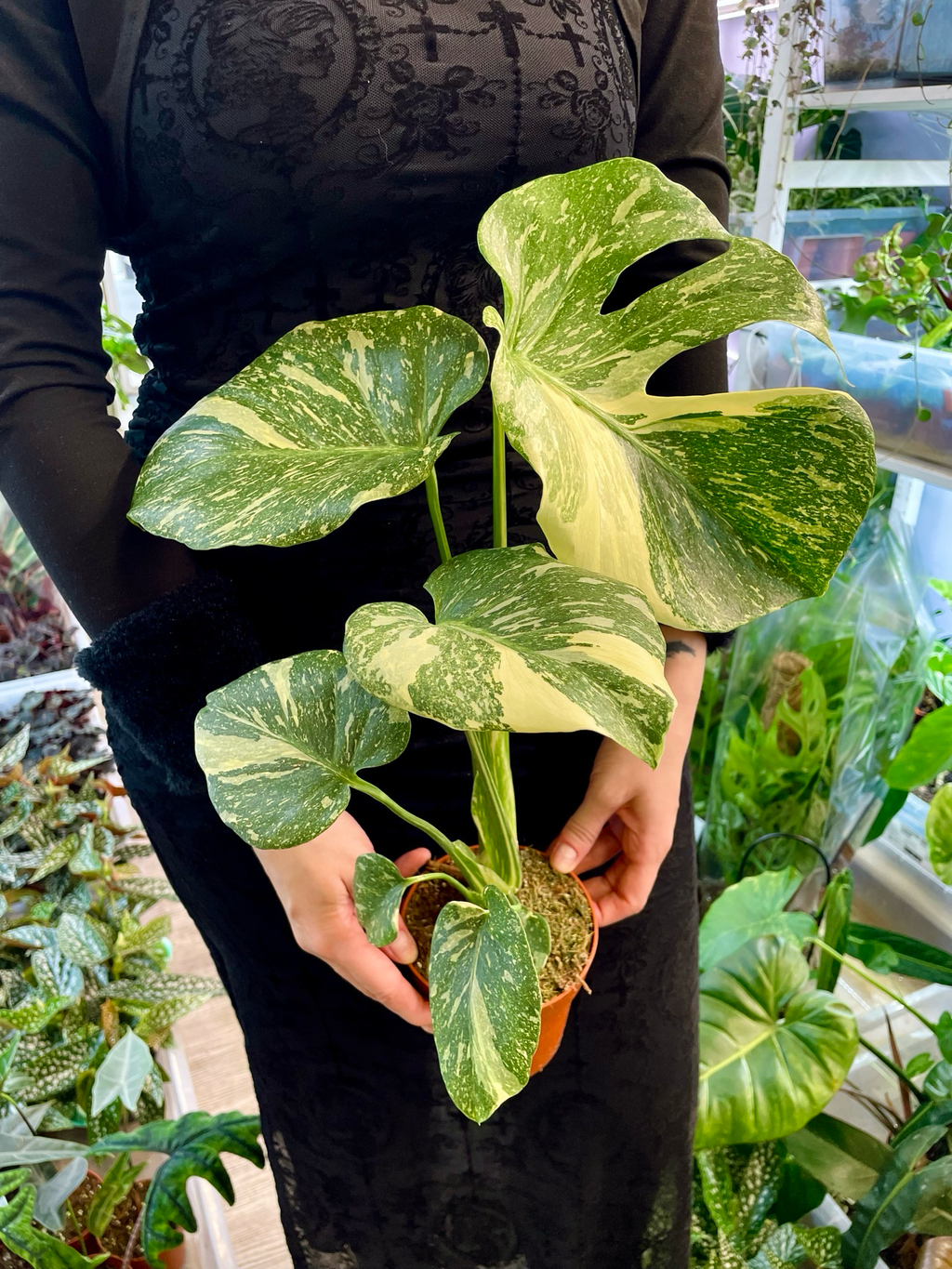 Monstera Thai Constellation Creme Brule fi12