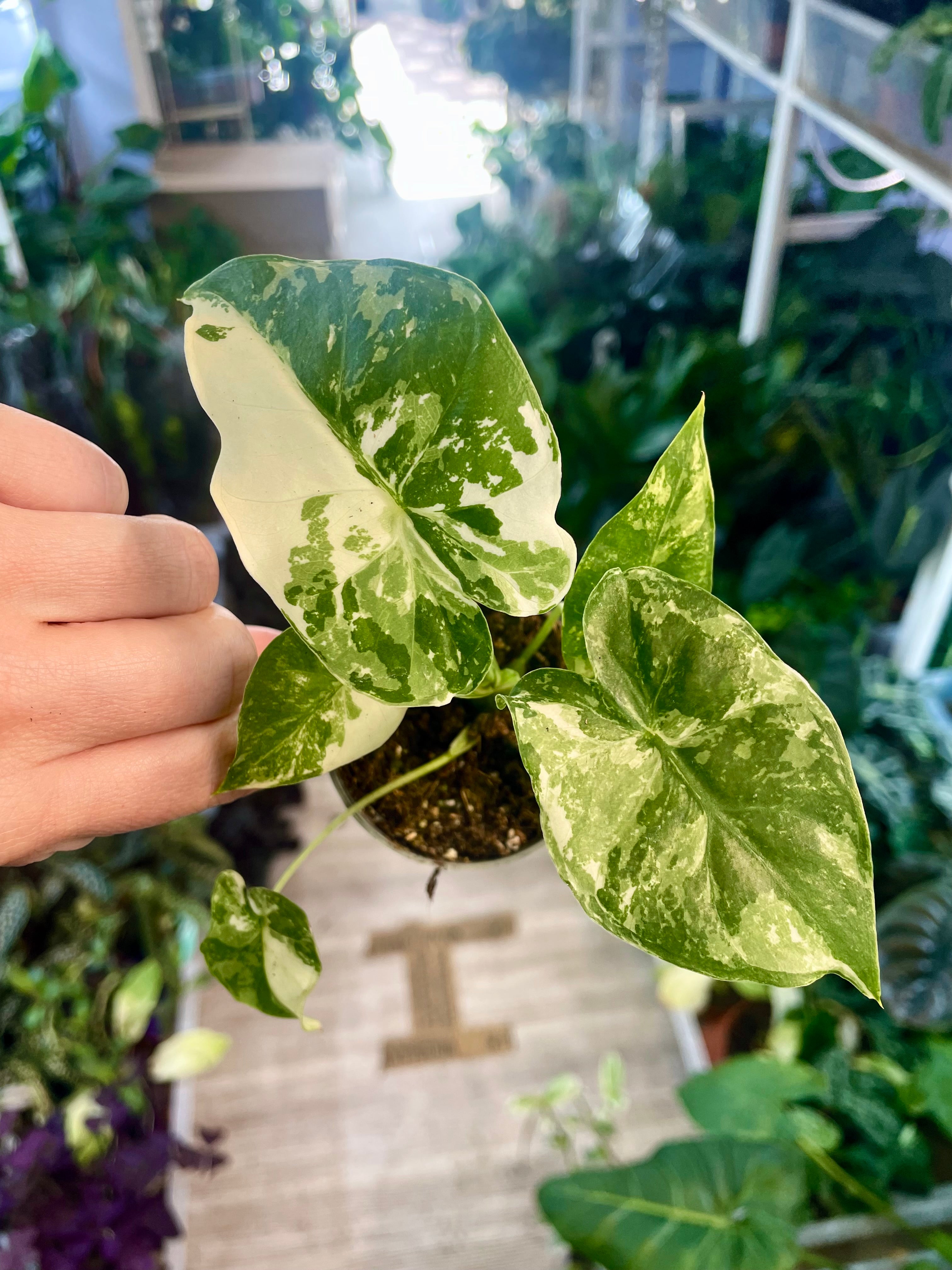 Alocasia California (Gageana) albo variegata fi6