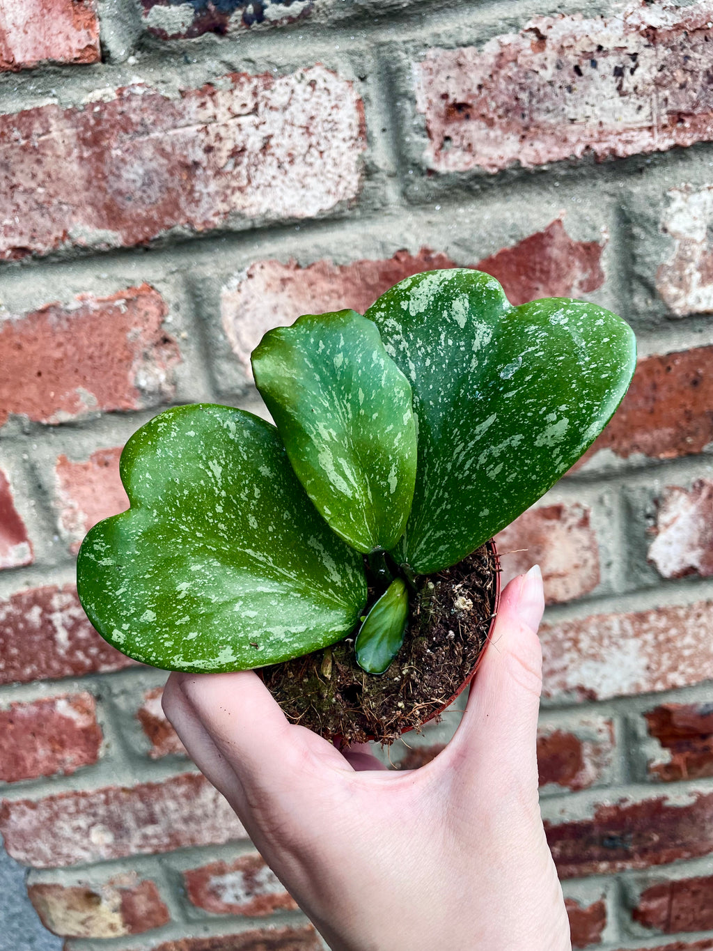 Hoya Kerrii Splash fi8