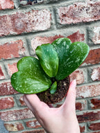 Hoya Kerrii Splash fi8