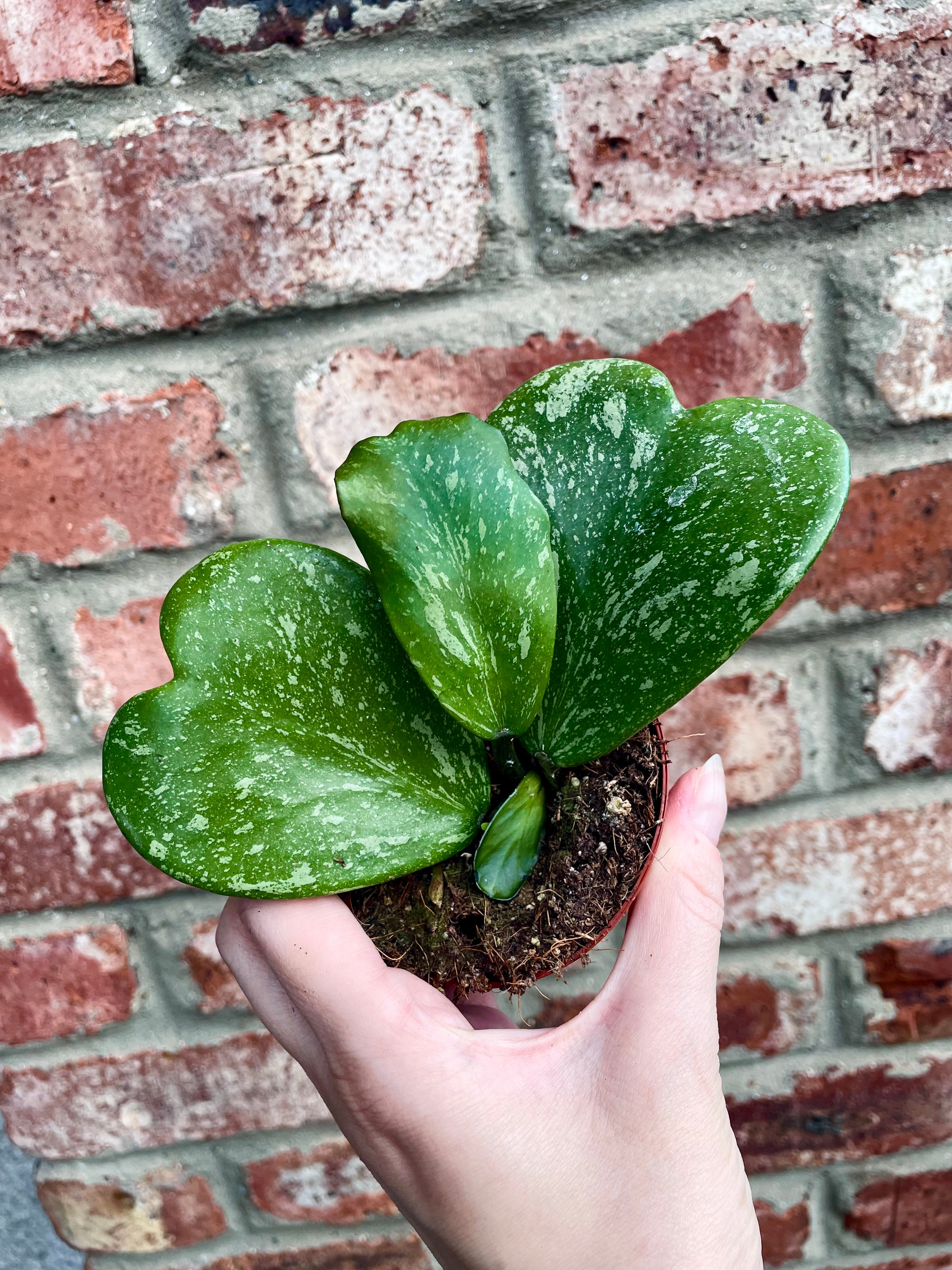 Hoya Kerrii Splash fi8