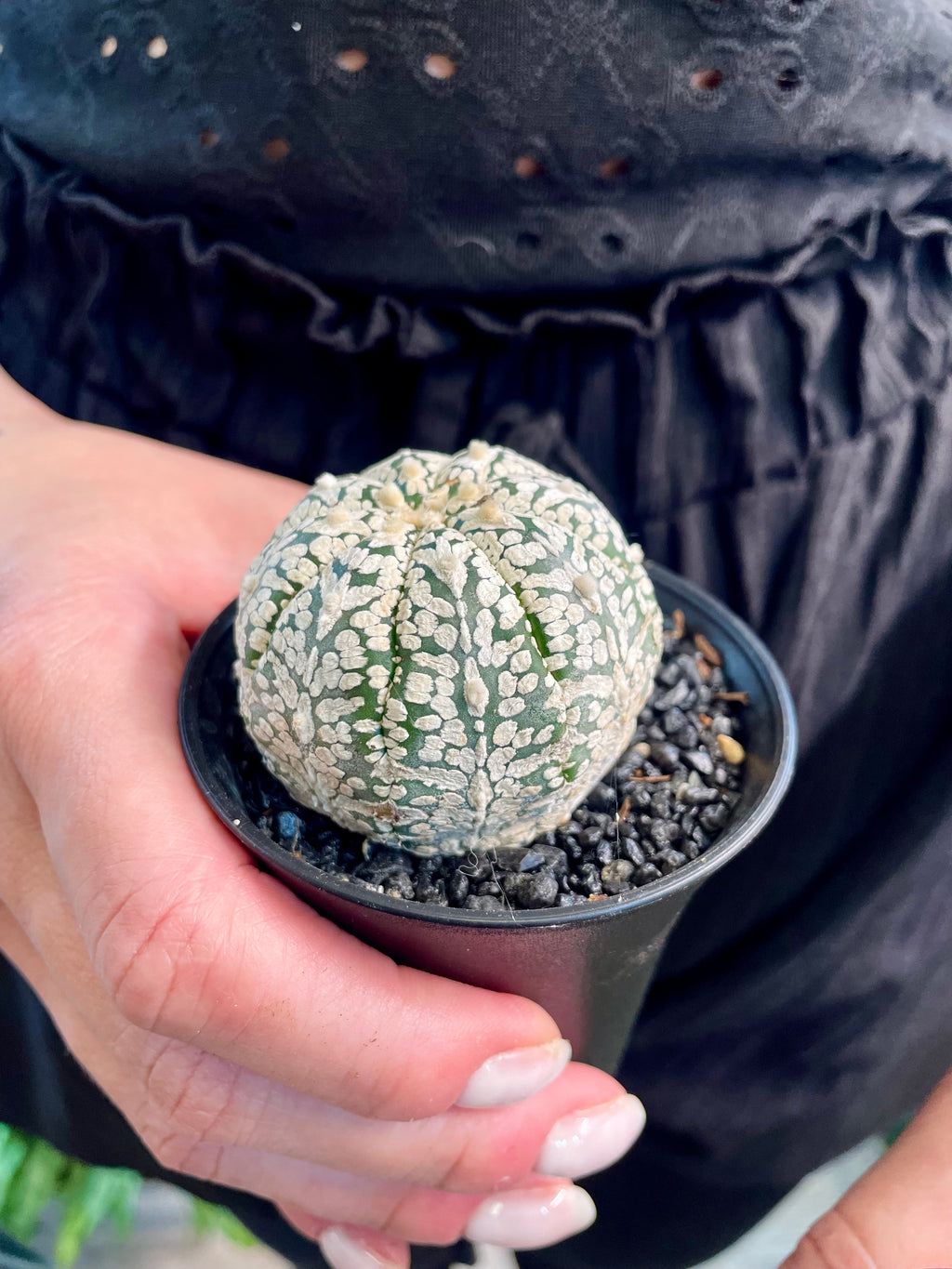 Astrophytum Asterias
Super Kabuto fii7,5