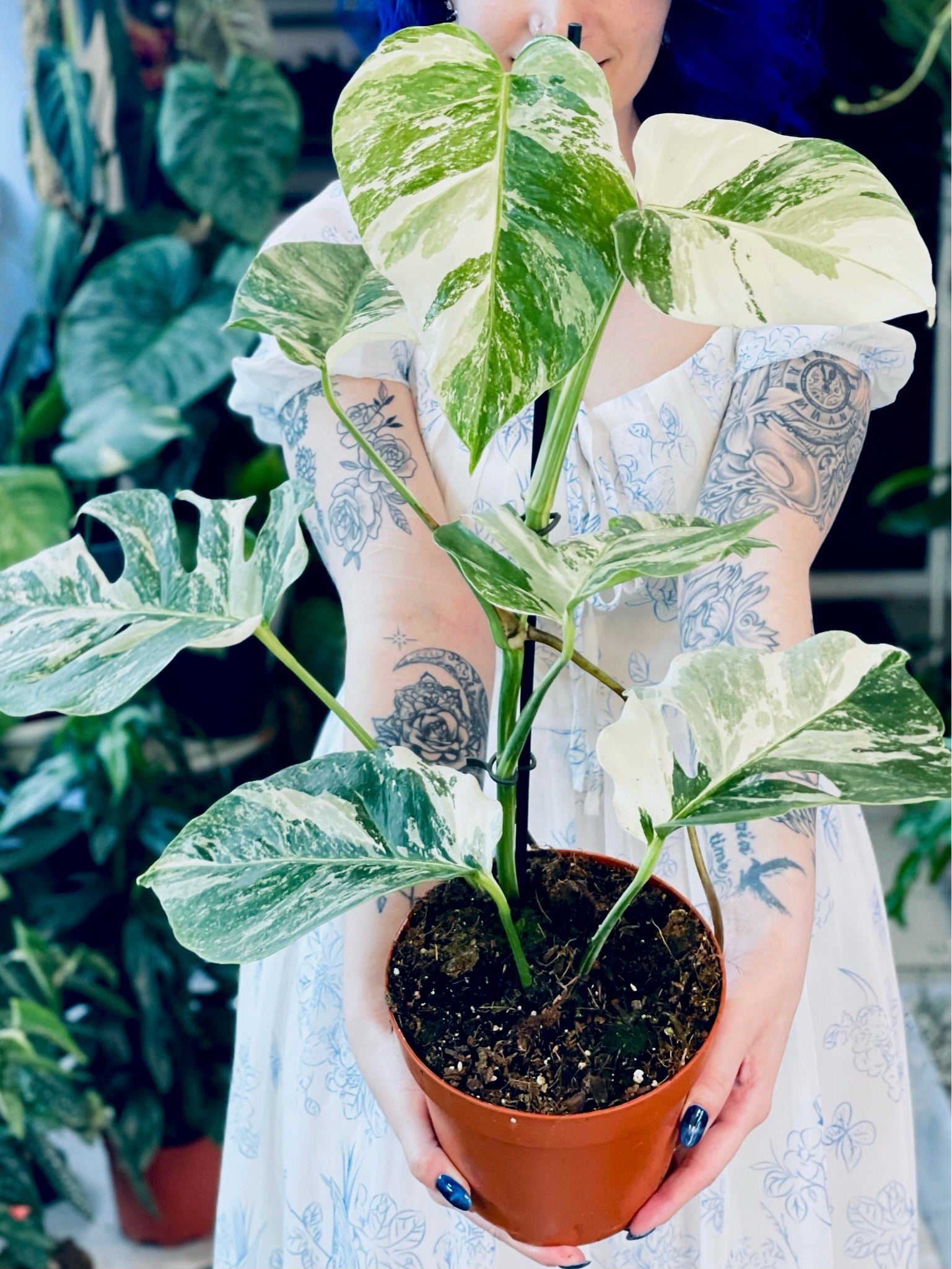Monstera Deliciosa Albo Variegata fi17