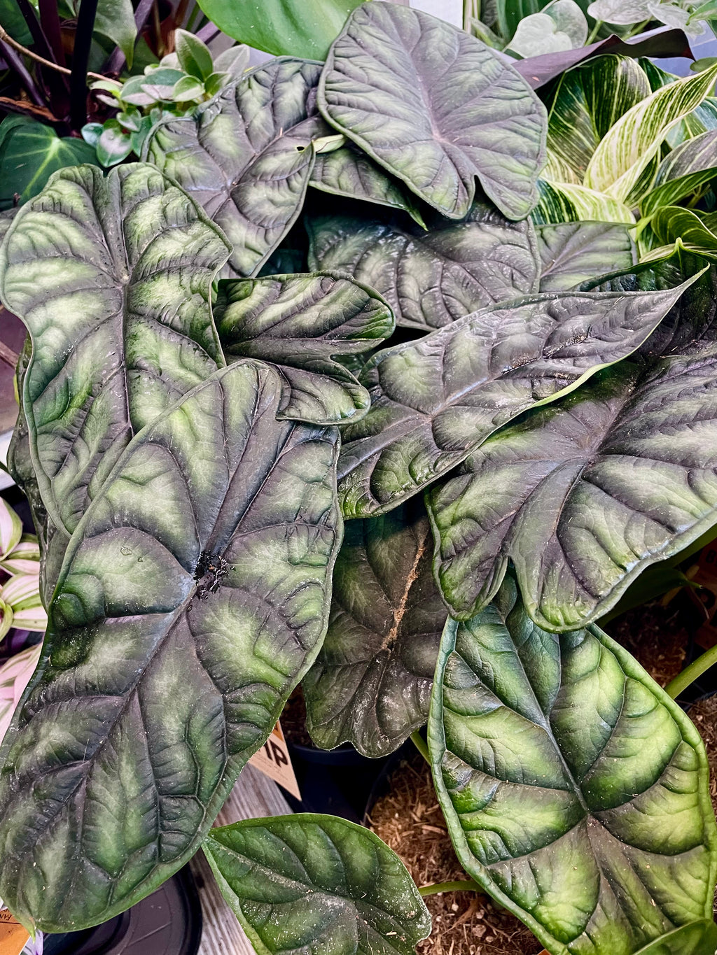 Alocadia Dragon Scale fi14