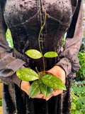 Hoya Crassipetiolata Splash fi10.50