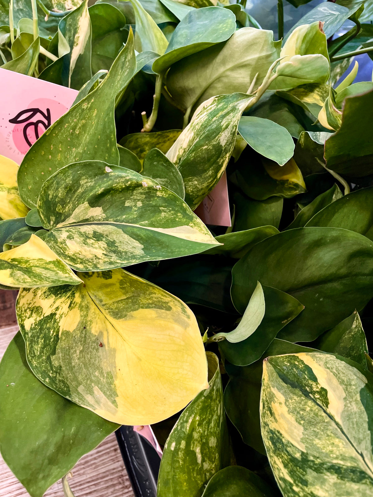 Scindapsus Jade Satin variegata fi12