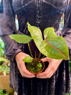 Cyrtosperma Johnstonii fi8