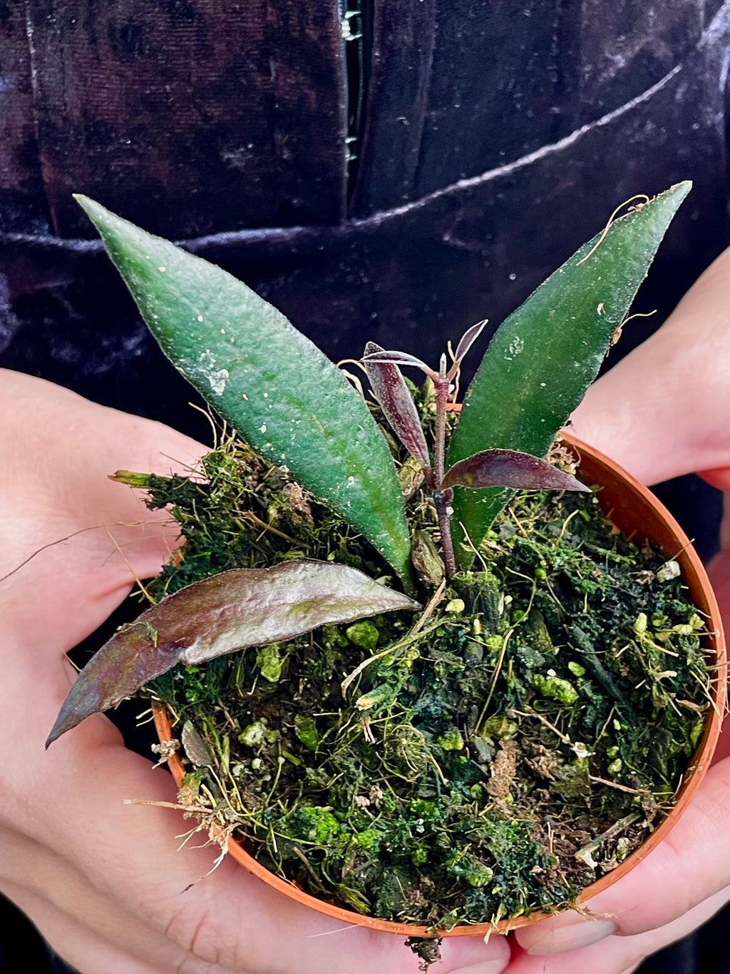 Hoya Red Moon fi8
