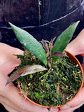 Hoya Red Moon fi8
