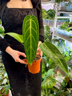 Anthurium Warocqueanum (Queen Anthurium) fi12