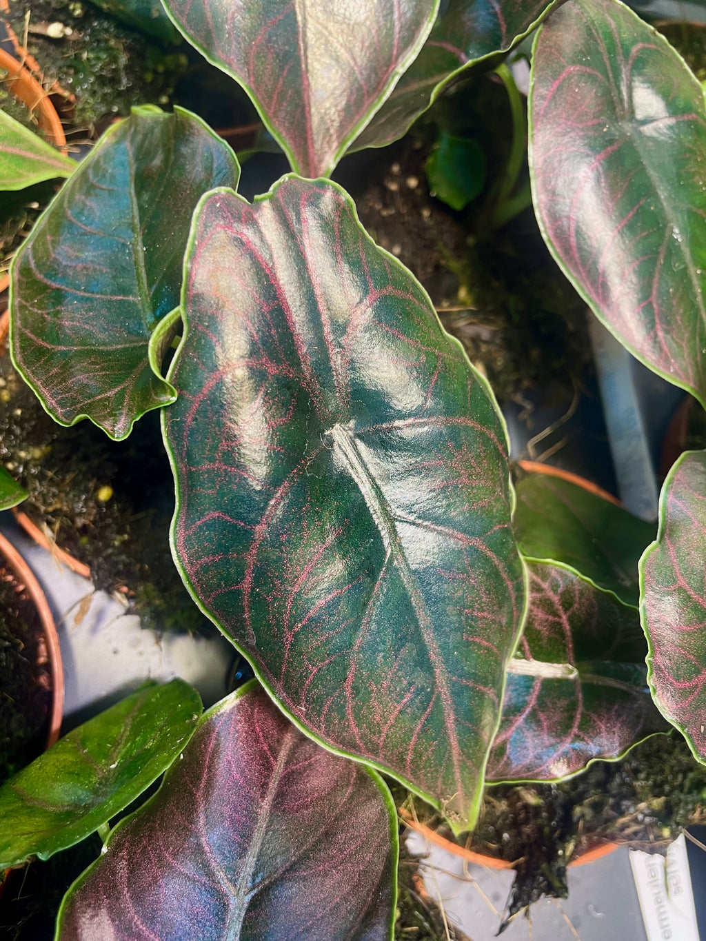 Alocasia Azlanii fi8