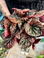 Peperomia Apricot