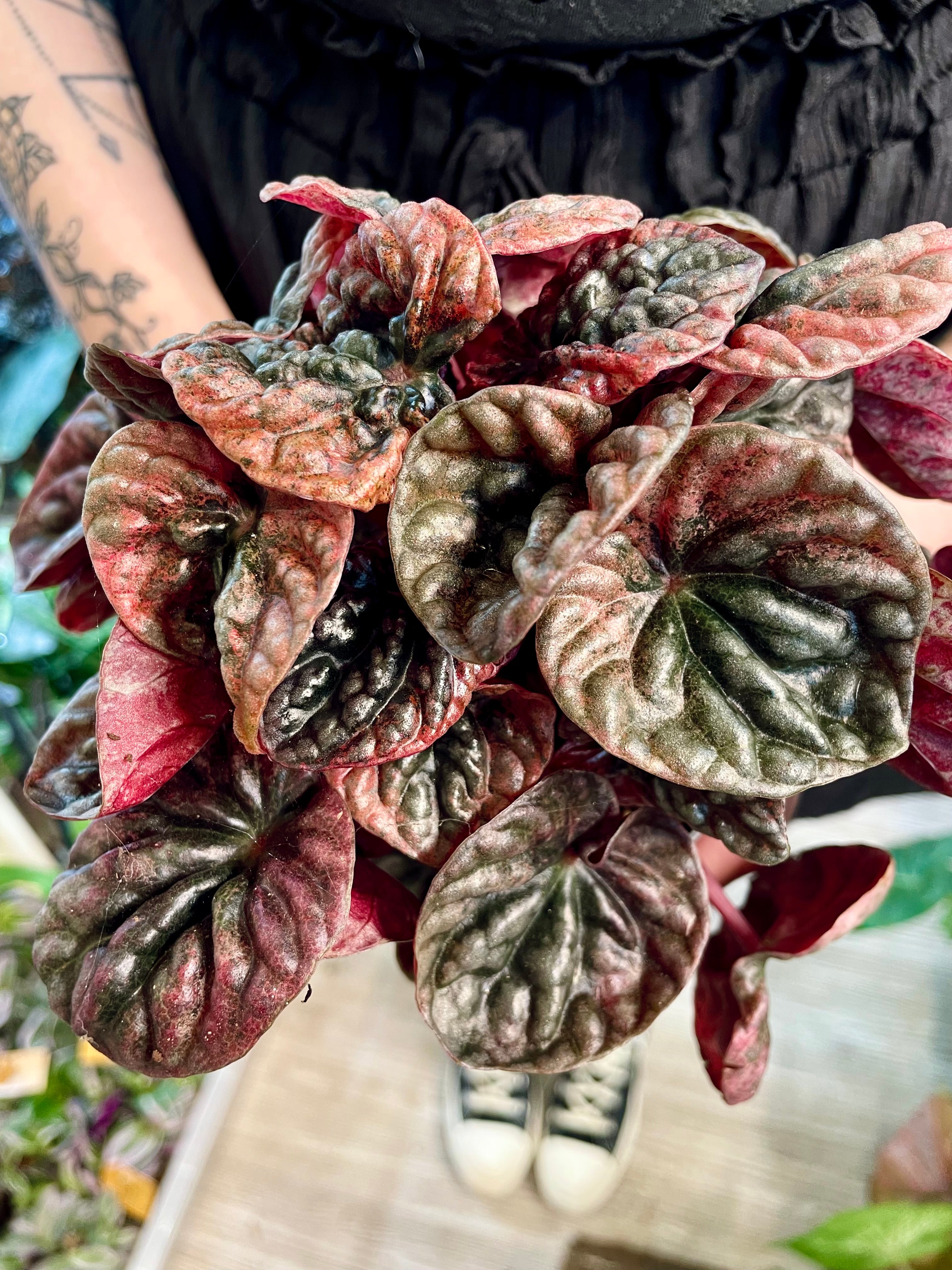 Peperomia Apricot