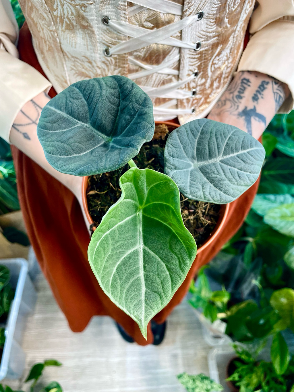 Alocasia Maharani 'Gray Dragon' fi8