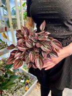Peperomia Cayenne fi12