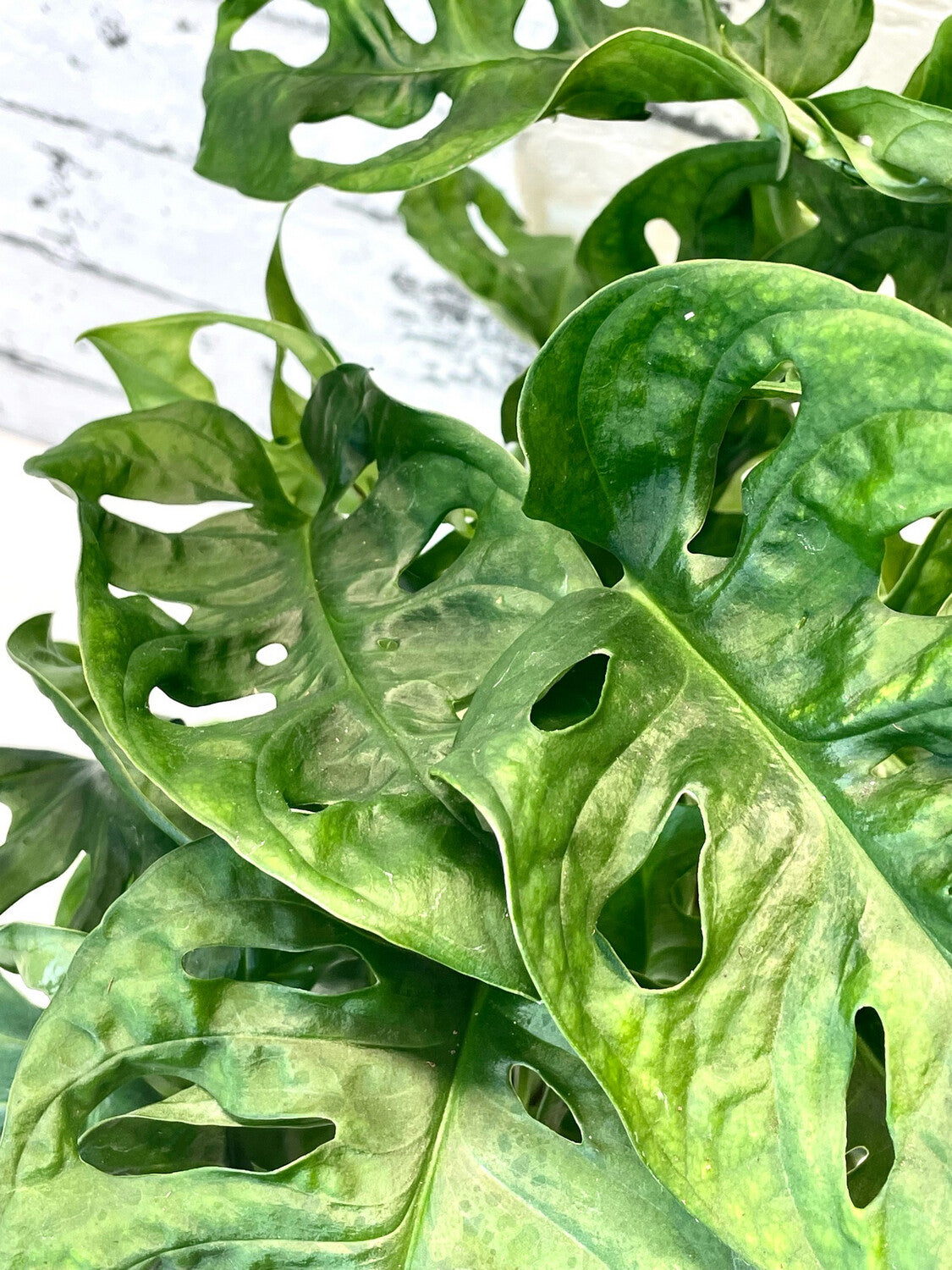 Monstera adansonii Monkey Leaf fi12