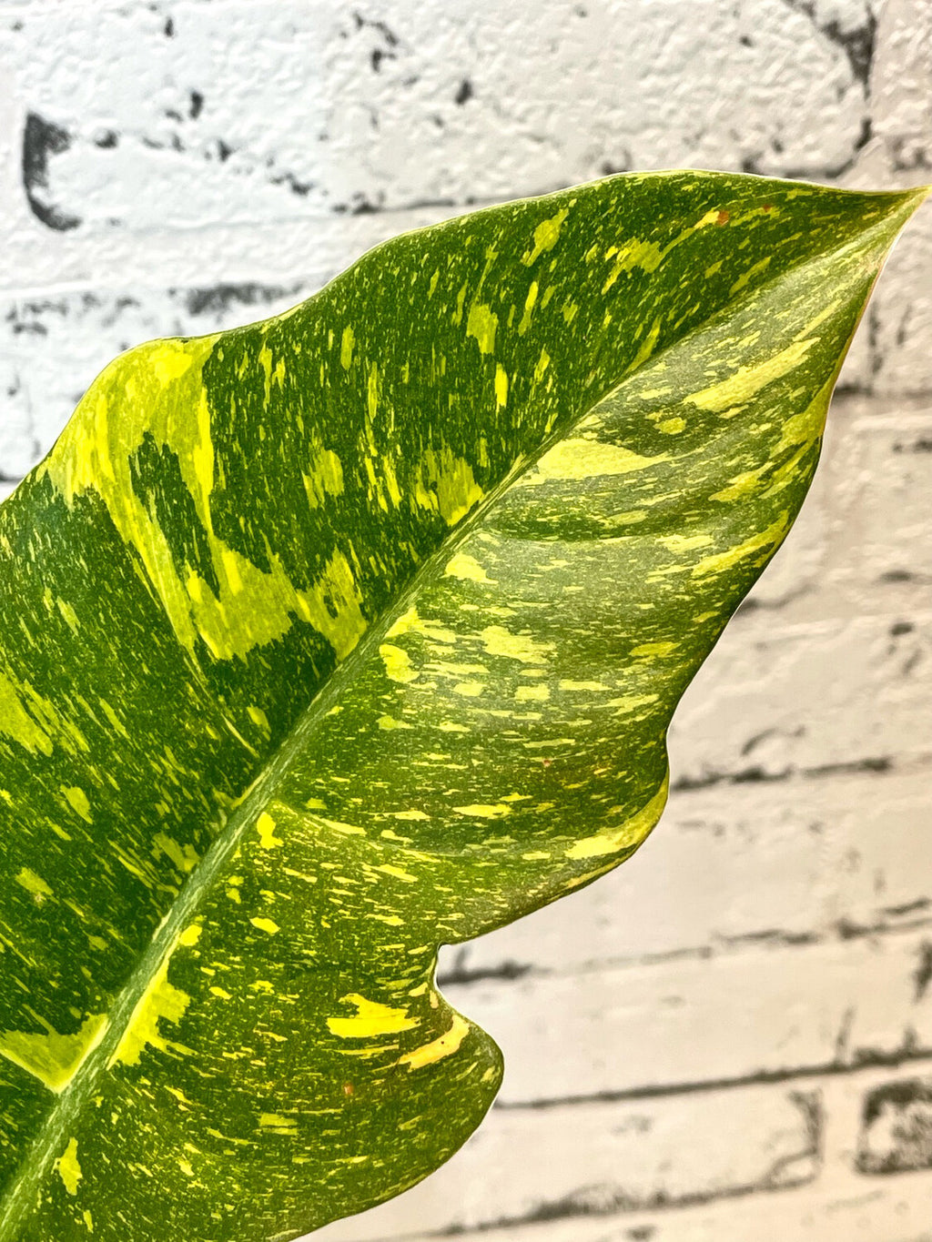Philodendron Ring Of Fire fi12