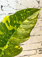 Philodendron Ring Of Fire fi12