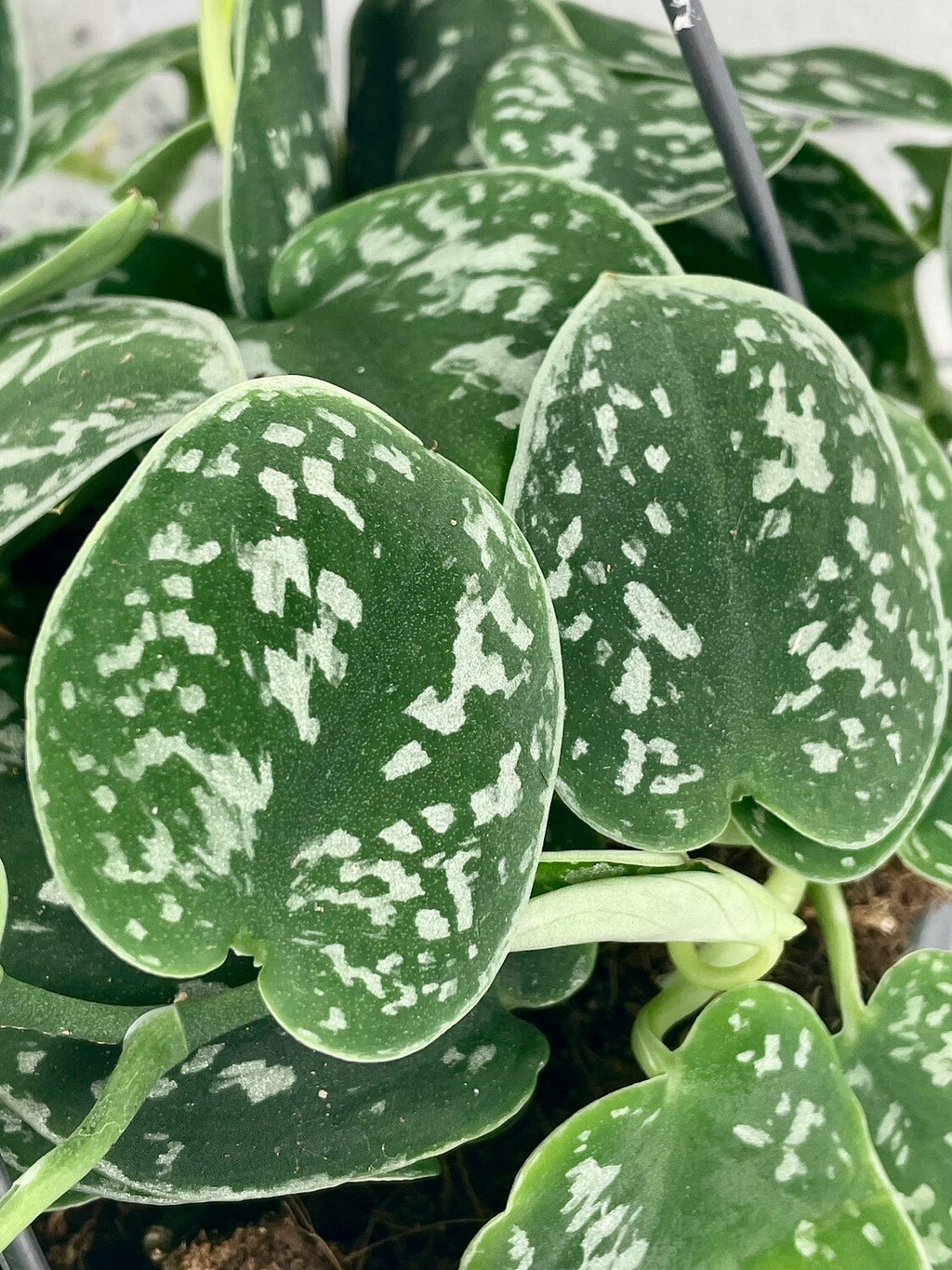 Scindapsus pictus Argyraeus Satin Pothos fi12