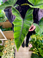 Alocasia Olanii fi8