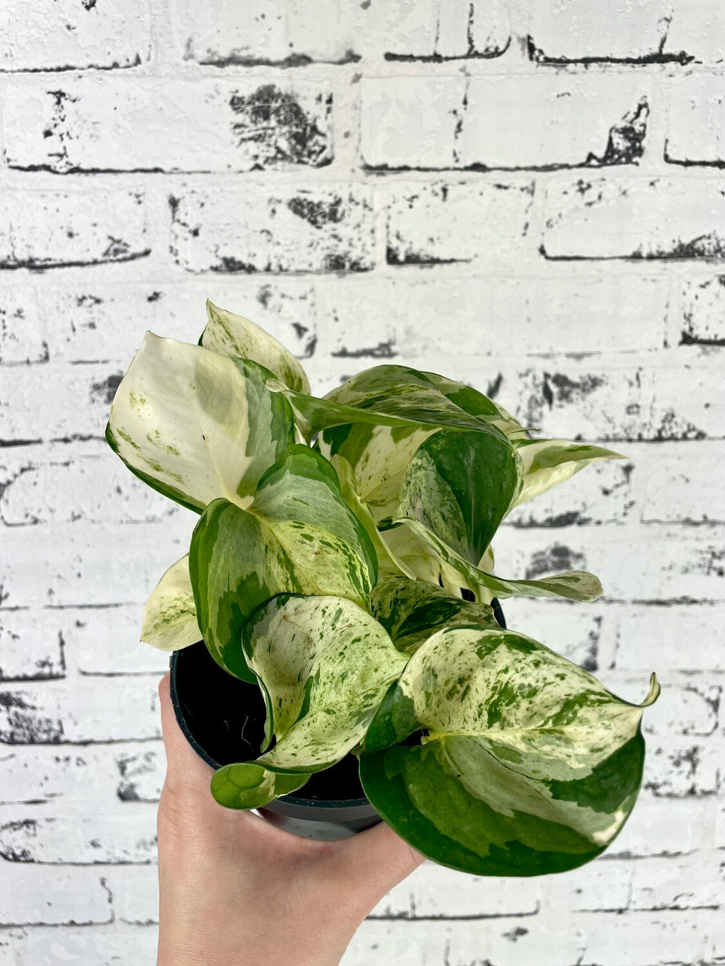 Epipremnum Aureum 'Happy Leaf' 'Manjula Pothos' fi12