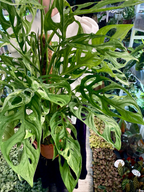 Monstera Adansonii Indonesian Marble fi17