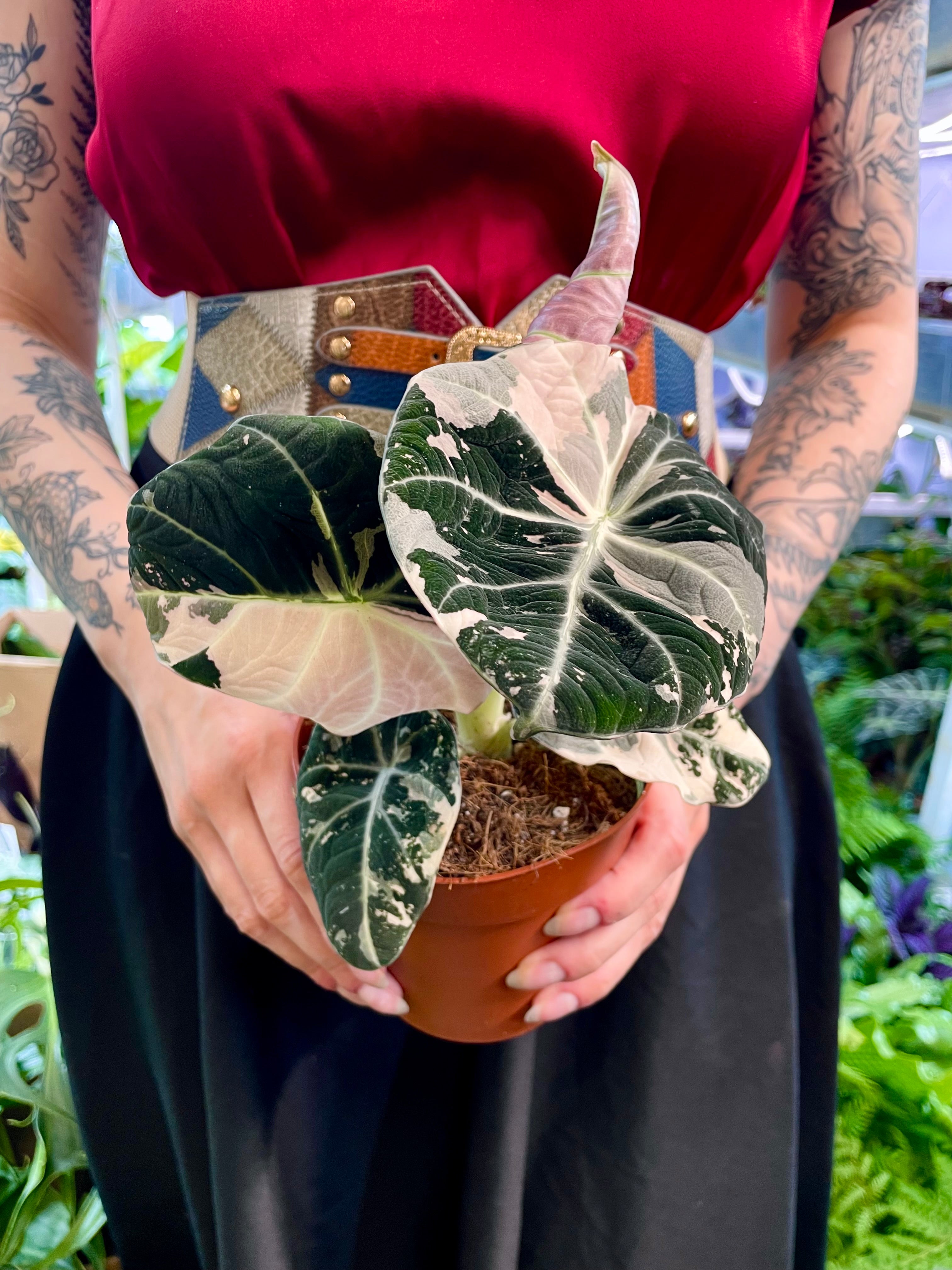 Alocasia Black Velvet Pink Variegata fi12