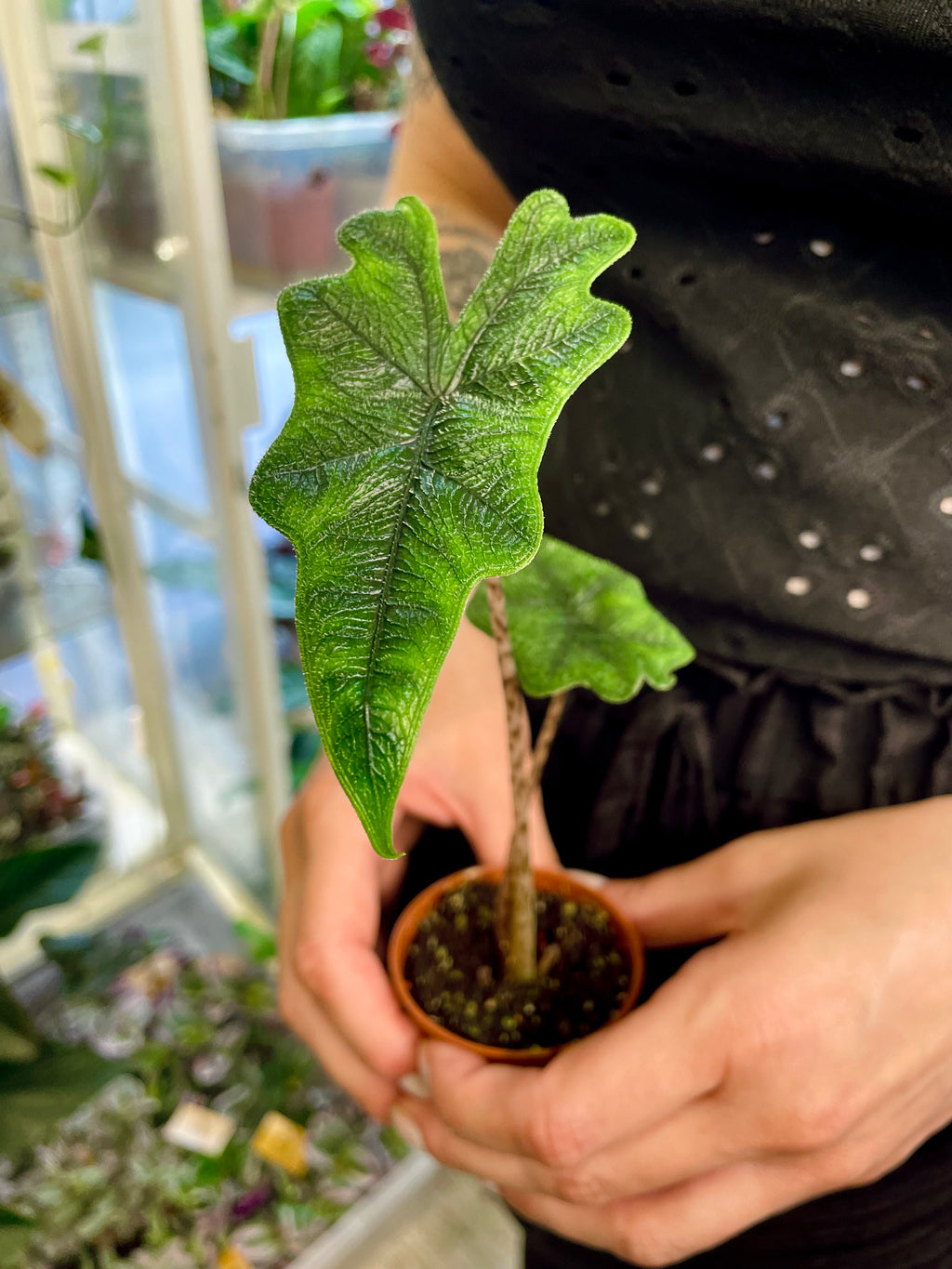 Alocasia Jacklyn fi6